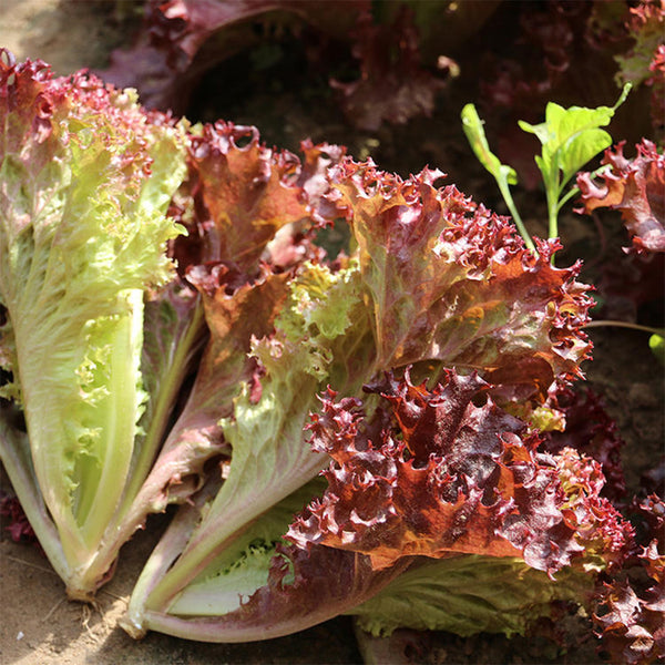 Red Loose-leaf Lettuce Seeds, 5g