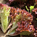 Red Loose-leaf Lettuce Seeds, 5g