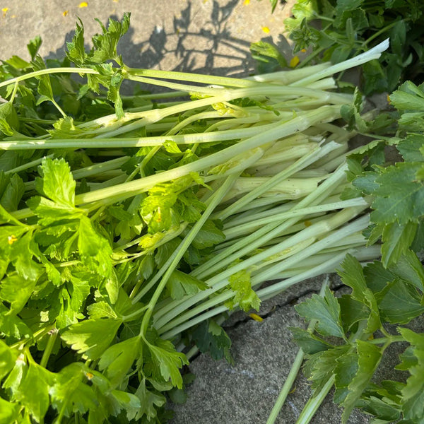 White Bone Yellow Heart Celery Seeds, 5g