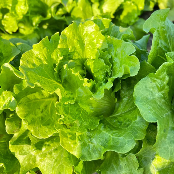 Italian Slow-Bolt Lettuce Seeds, 10g