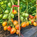 208 Dwarf Sunkissed Peach Tomato, 5 Seeds