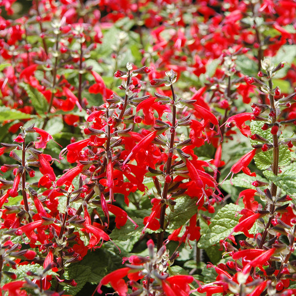 Red Flowering Sage, 500 Seeds