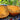976 Caramel Lake Tomato, 5 Seeds