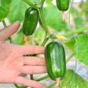 'Golden Boy' Cucumber F1 Seeds, 10 Seeds