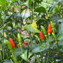 Bird's Eye Chili, 25 Seeds