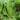 Little Gem Lettuce Seeds, 3g