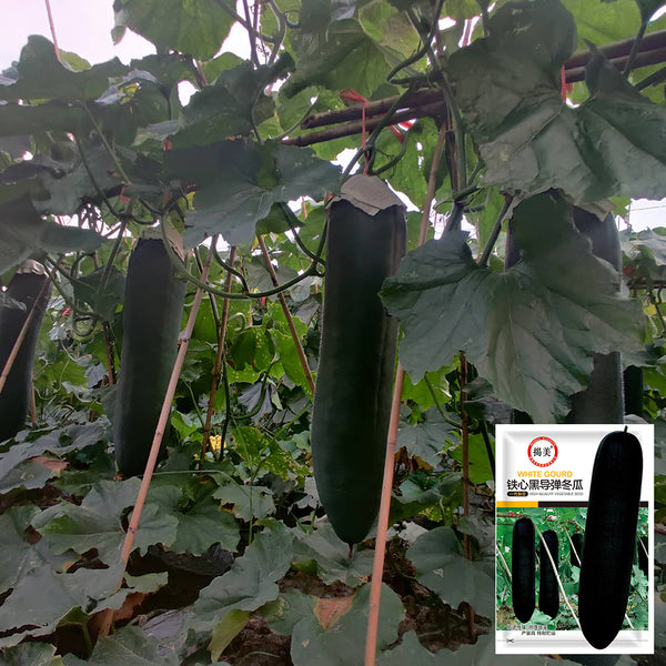 Iron-Heart Black Missile Winter Melon, 50 Seeds