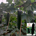 Iron-Heart Black Missile Winter Melon, 50 Seeds