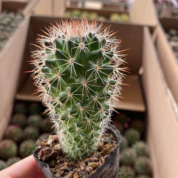 Mammillaria spinosissima, 4-5cm