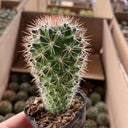 Mammillaria spinosissima, 4-5cm