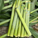 High-Sugar Sweet Sorghum Seeds, 100 Seeds