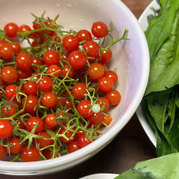 Red Currant Sweet Pea Tomato, 20~30 Seeds