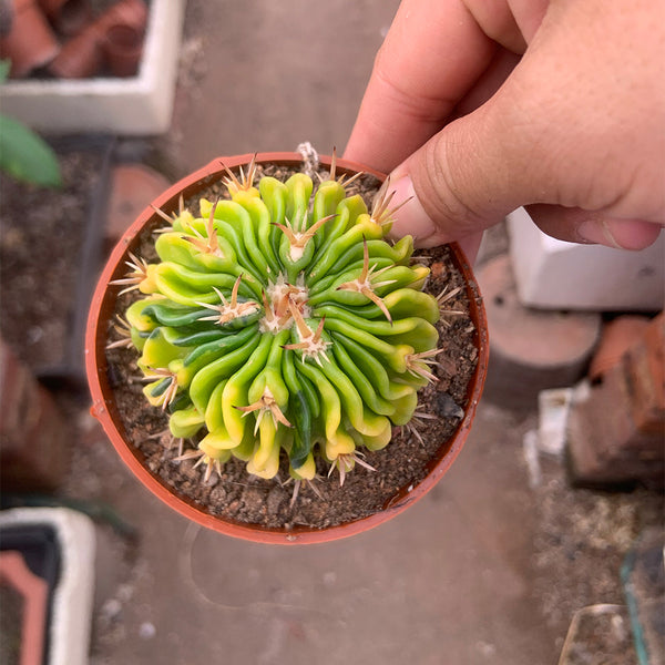 Echinofossulocactus multicostatus f. variegata Live Cactus