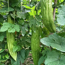 Jiemei 23 Bitter Gourd, 50 Seeds