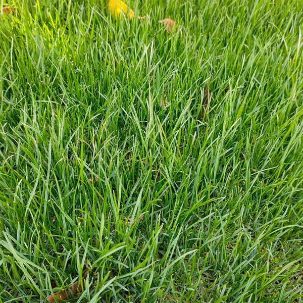 Turf-Type Tall Fescue Seeds, 50 Grams ≈ 20000 Seeds