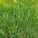 Turf-Type Tall Fescue Seeds, 50 Grams ≈ 20000 Seeds