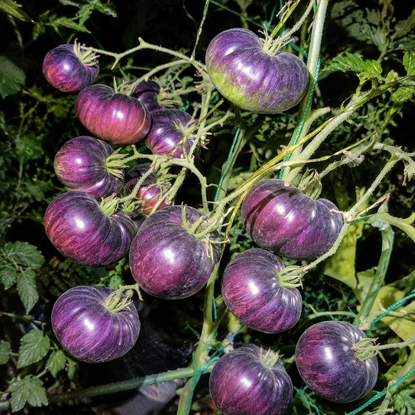 56 Rebel × Marsha's Beefsteak Tomato, 5 Seeds