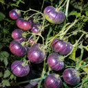 56 Rebel × Marsha's Beefsteak Tomato, 5 Seeds