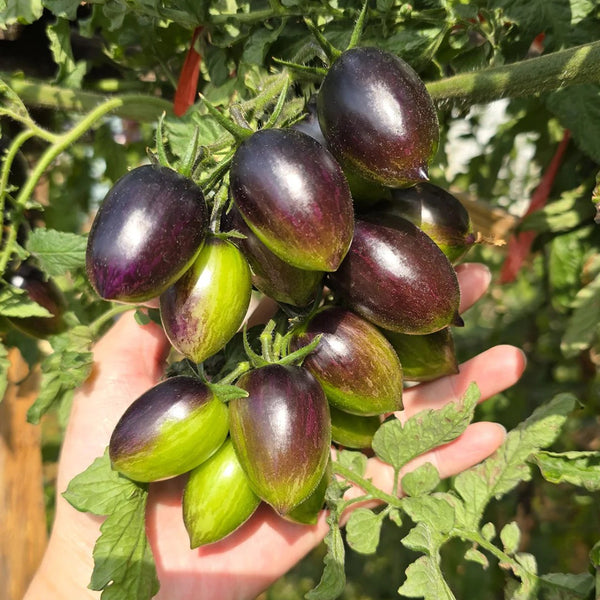 Brads Atomic Grape Heirloom Tomato, 20 Seeds