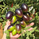 Brads Atomic Grape Heirloom Tomato, 20 Seeds
