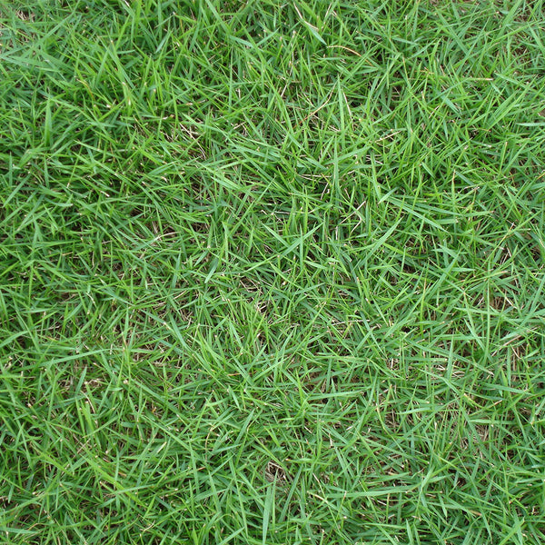 Kentucky Bluegrass Seeds, 50g