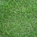 Kentucky Bluegrass Seeds, 50g