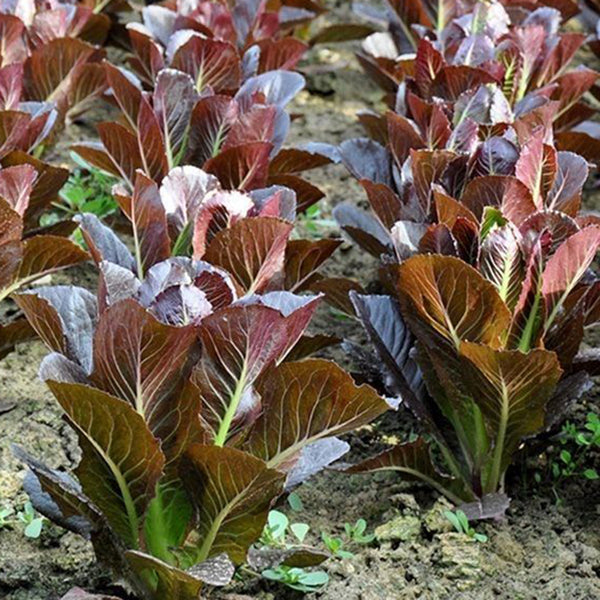'Creamy Peacock' Lettuce Seeds, 2g