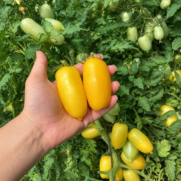 W1363 Sweet Yellow Mango Tomato, 100 Seeds