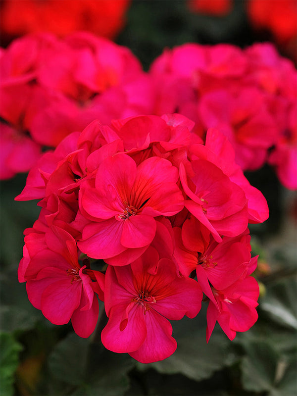 Geranium Seeds - Horizon Violet