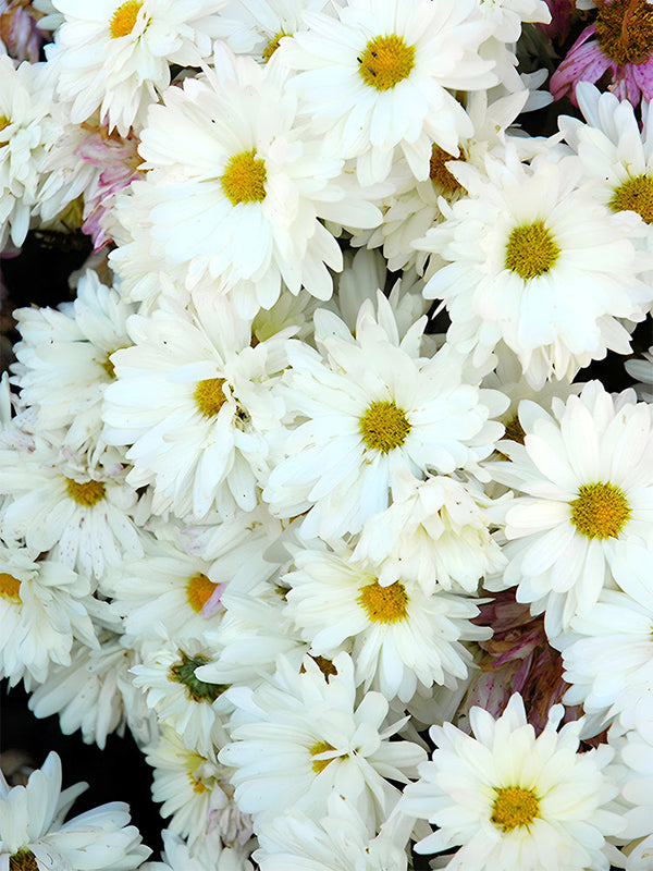 'Lar Dual' Common Daisy, White