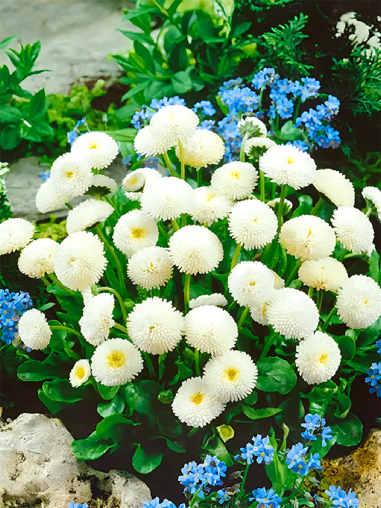 'Mid Dual' Daisy Seeds, White