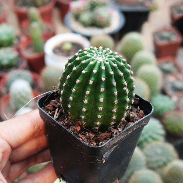Echinopsis Hybrid 'Heijingang', 3-4cm
