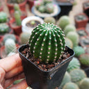 Echinopsis Hybrid 'Heijingang', 3-4cm