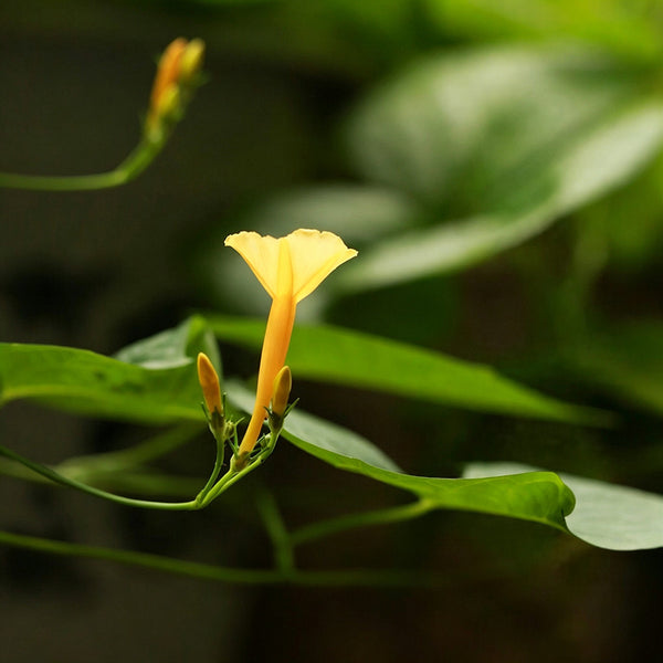 Yellow Little Cow Morning Glory, 10 Seeds