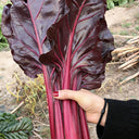 Purple Red Leaf Beet Seeds, 5g