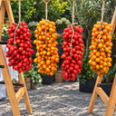 430 Piennolo del Vesuvio Giallo Tomato, 5 Seeds