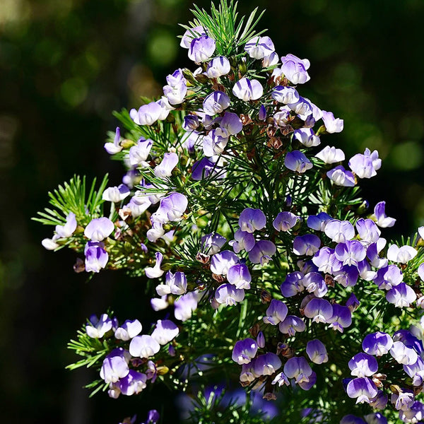 Feather-leaved Psoralea, 1 Seeds