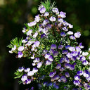 Feather-leaved Psoralea, 1 Seeds
