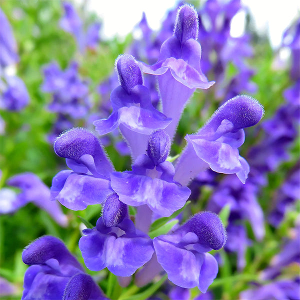 Chinese Skullcap Seeds