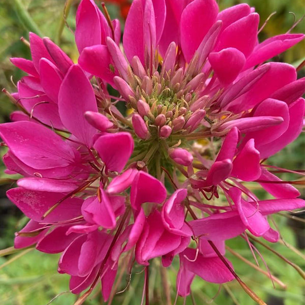Rose Red Spider Flower Seeds, 200 Seeds