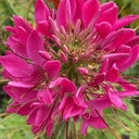 Rose Red Spider Flower Seeds, 200 Seeds