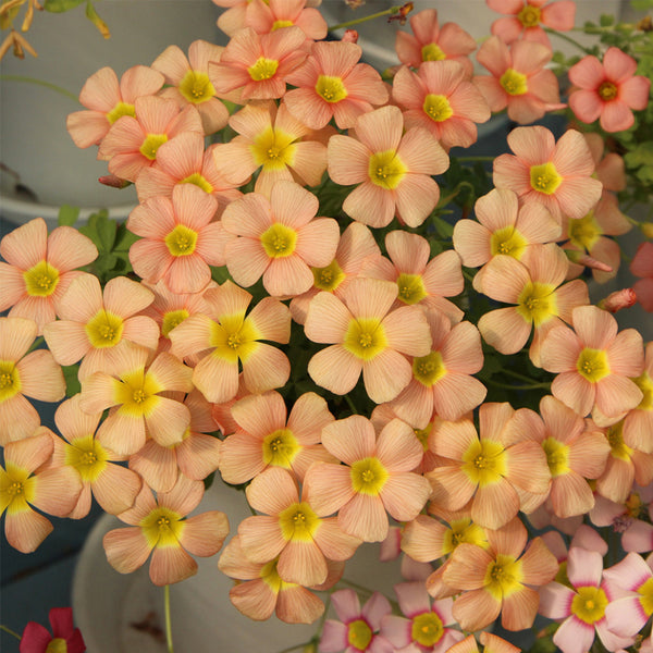 Oxalis obtusa Series Bulb - 'Orange Dream', 10 Bulbs
