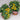 484 Micro Dwarf Pinocchio Orange Tomato, 3 Seeds