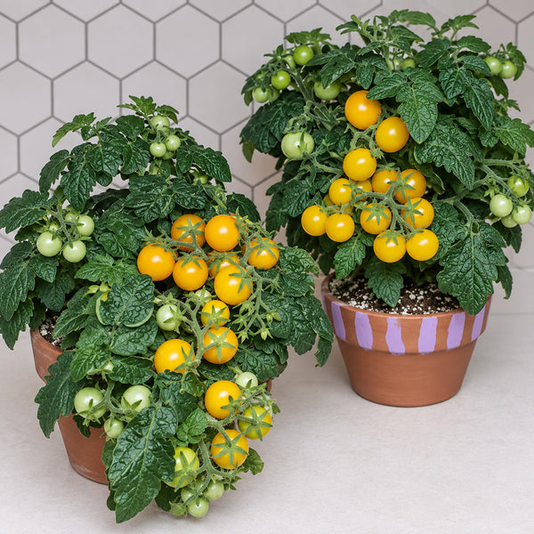 484 Micro Dwarf Pinocchio Orange Tomato, 3 Seeds