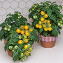 484 Micro Dwarf Pinocchio Orange Tomato, 3 Seeds