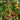 895 Little Baby Black Beefsteak Tomato, 5 Seeds