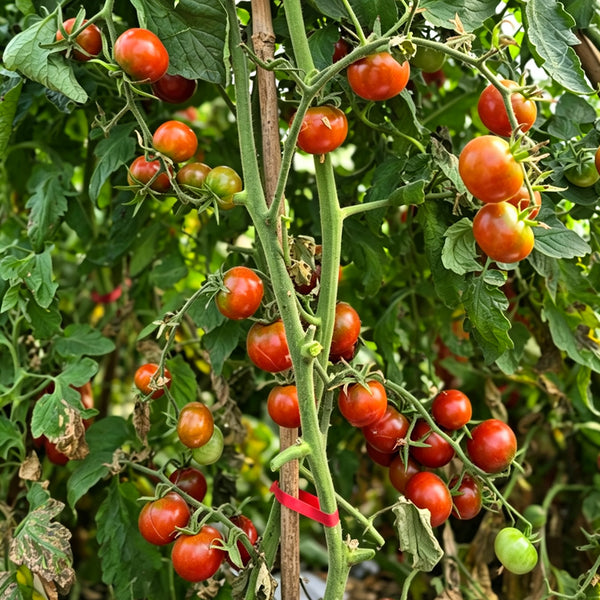 895 Little Baby Black Beefsteak Tomato, 5 Seeds