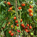 895 Little Baby Black Beefsteak Tomato, 5 Seeds