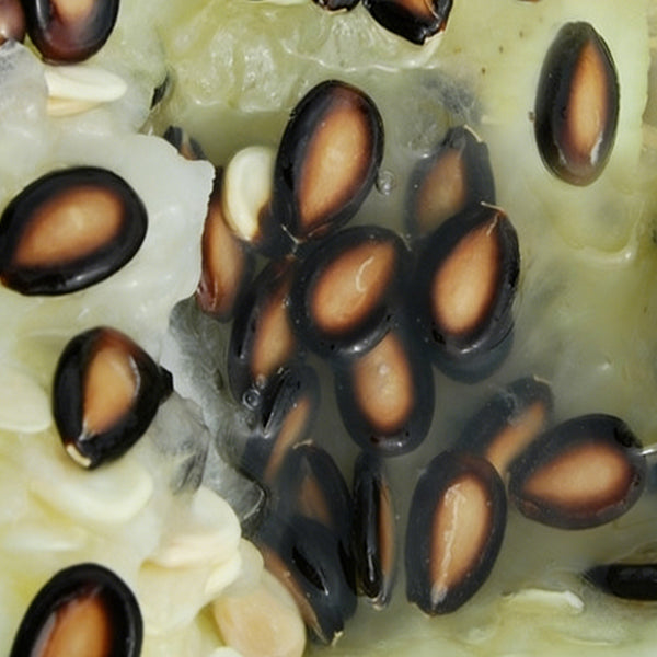 Large-seeded Watermelon Seeds,  20g