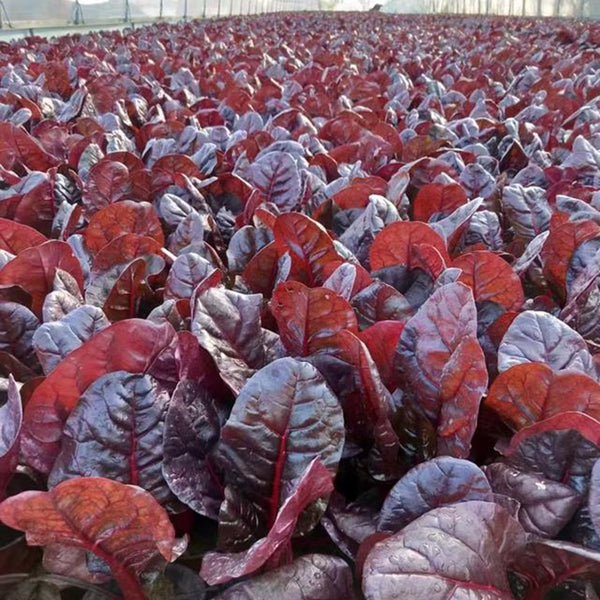 Purple Red Leaf Beet Seeds, 5g